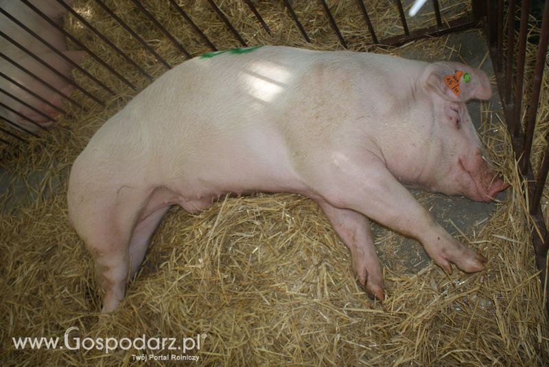 Lochy, knury na XXV Krajowej Wystawie Zwierząt Hodowlanych