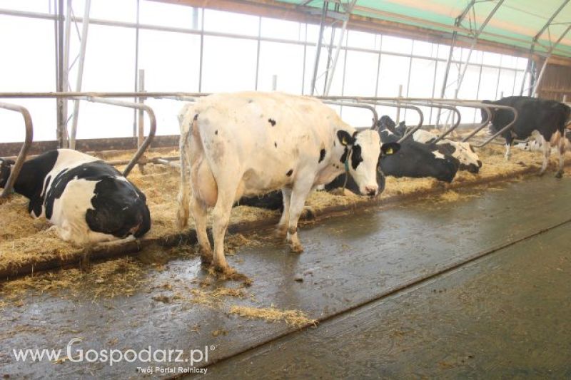 Wyjazd studyjny na farmę w Hohenhameln (Niemcy)