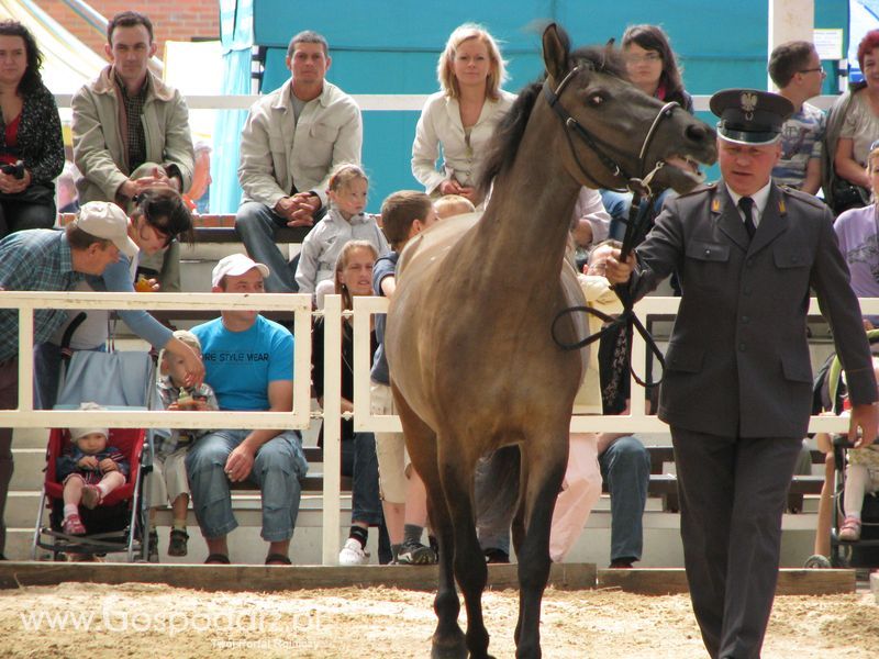 Wystawa Koni Sielinko 2011