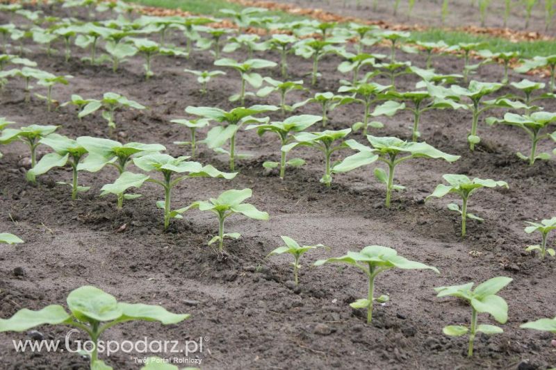 Polskie Zboża i Zielone Agro Show 2013