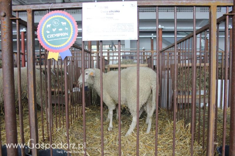 XXVI Krajowa Wystawa Zwierząt Hodowlanych - sobota i niedziela