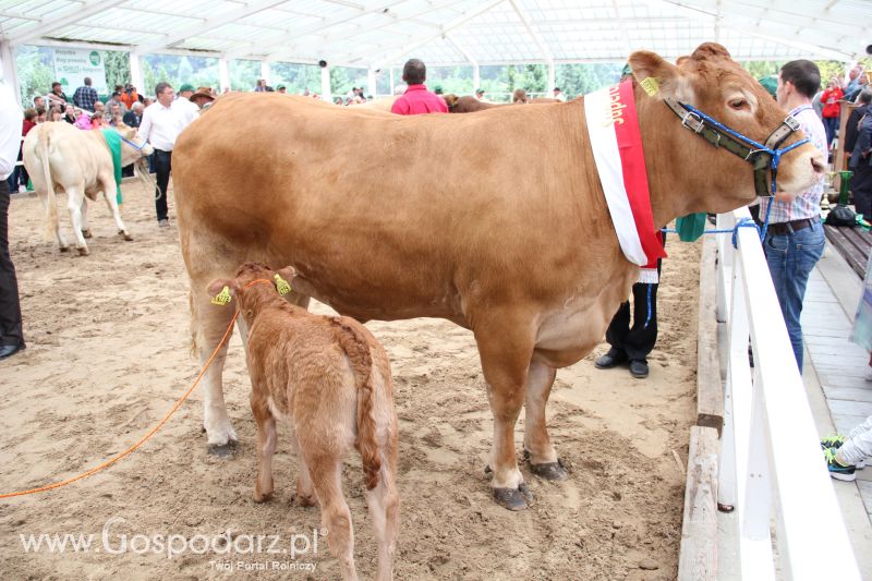 I Krajowa Wystawa Bydła Mięsnego w Sielinku - niedziela