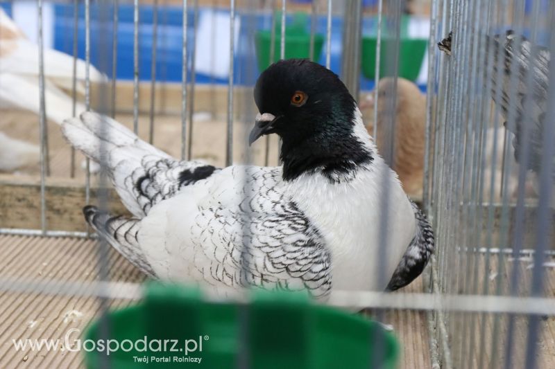 Krajowa Wystawa Zwierząt Hodowlanych w Poznaniu 2017 (piątek, 5 maja)