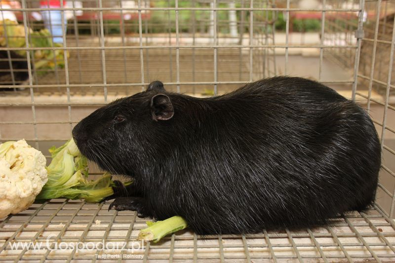 Wielkopolskie Targi Rolnicze „Sielinko 2011”  - Sobota