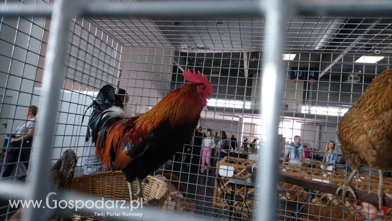 Narodowa Wystawa Zwierząt Hodowlanych 2019