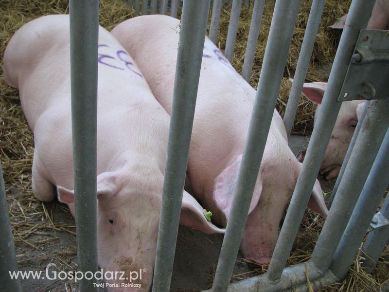 Lochy, knury na XXV Krajowej Wystawie Zwierząt Hodowlanych