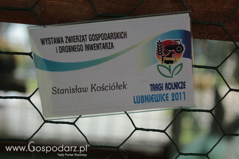 XX Targi Rolnicze Lubniewice - zwierzęta
