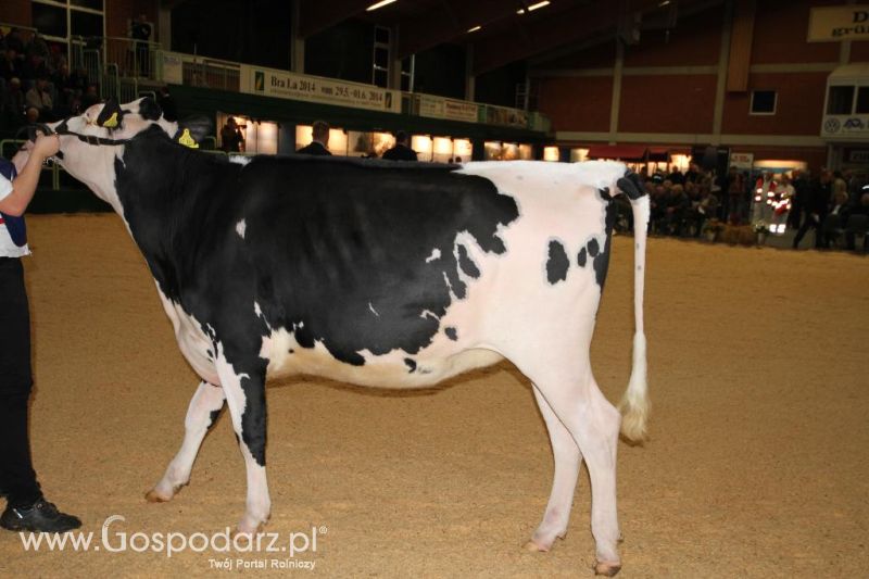 Wystawa  Blickpunkt Rind 2013 w miejscowości Paaren/Glien (Niemcy)