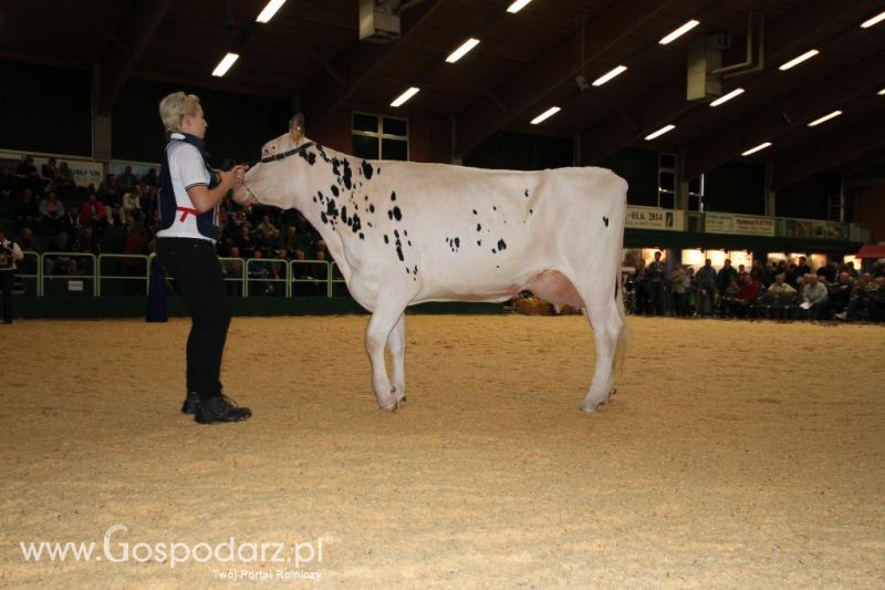 Wystawa  Blickpunkt Rind 2013 w miejscowości Paaren/Glien (Niemcy)