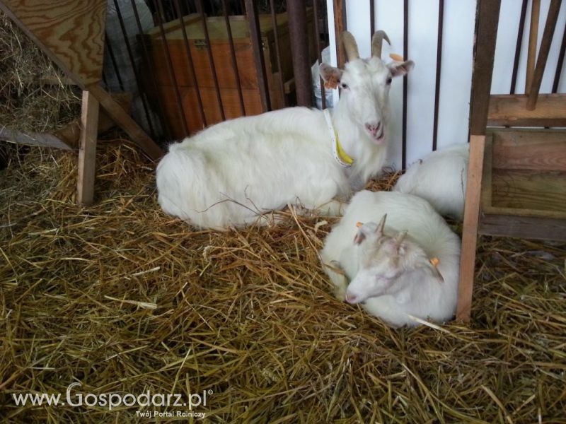 XXVI Krajowa Wystawa Zwierząt Hodowlanych - sobota i niedziela