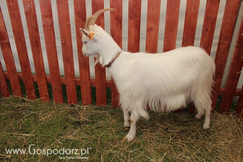 Konferencja Naukowo-Techniczna pt. Innowacyjność w produkcji zwierzęcej - oczekiwania czy konieczność dzień drugi