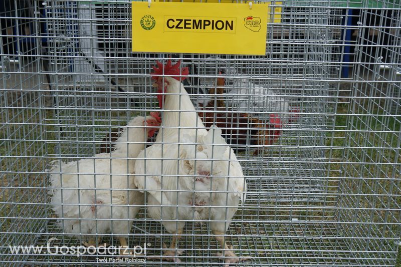 Wystawa zwierząt w Szepietowie