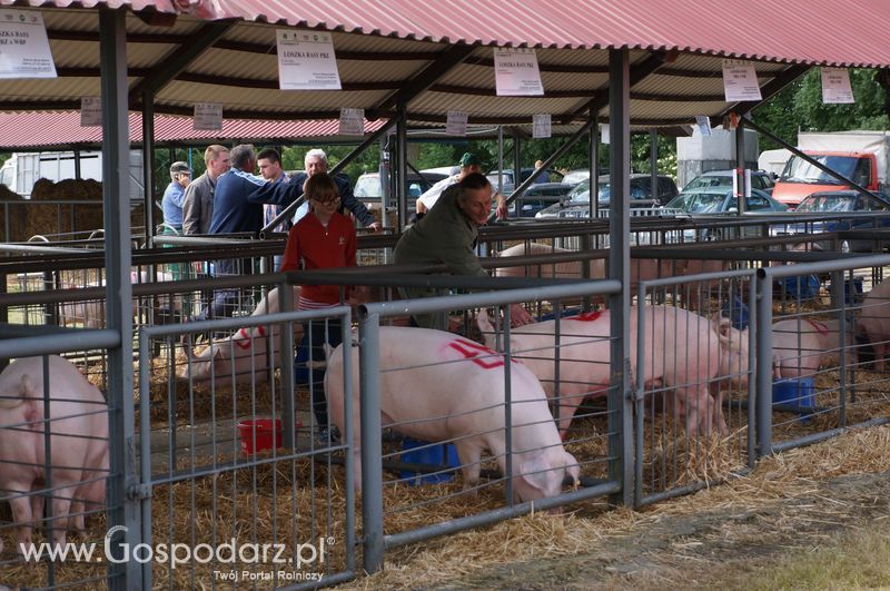 XXII Żuławskie Targi Rolne w Starym Polu