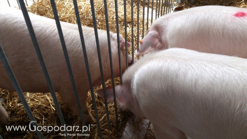 KWZH 2015. Bliskie spotkania ze zwierzętami hodowlanymi