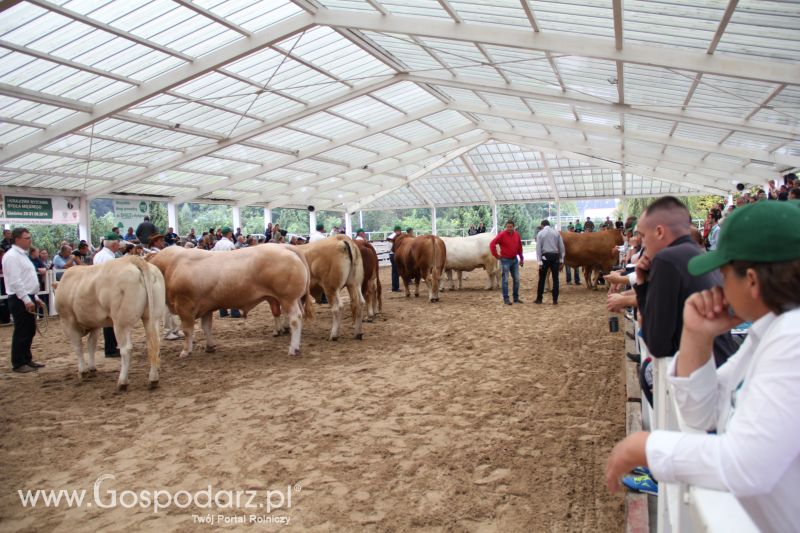 I Krajowa Wystawa Bydła Mięsnego w Sielinku - niedziela