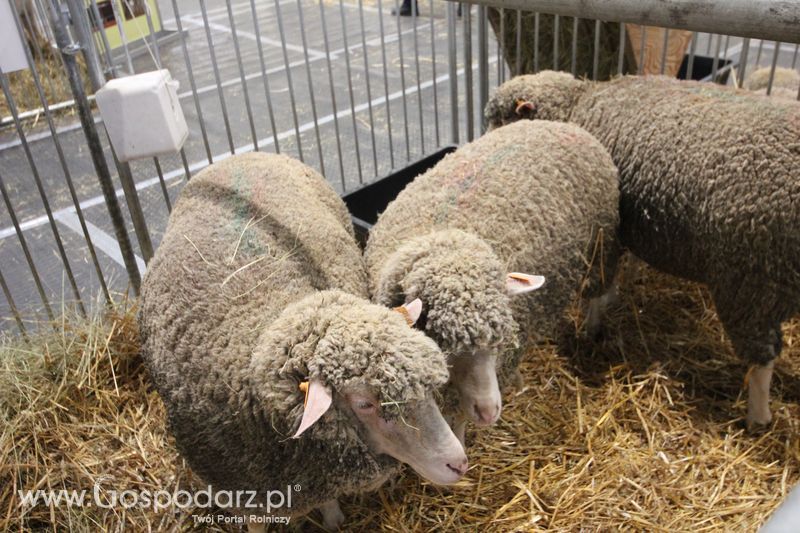 KWZH 2015 piątek