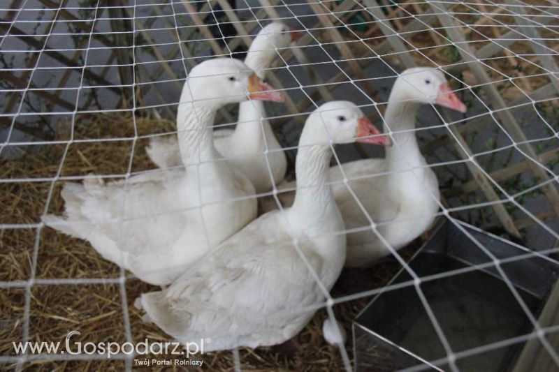 XXVI Krajowa Wystawa Zwierząt Hodowlanych - sobota i niedziela