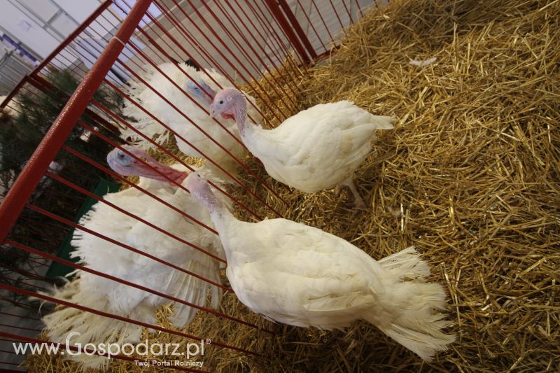 Polagra Premiery 2014 - czwartek