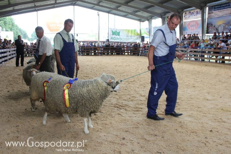 Regionalna Wystawa Zwierząt Hodowlanych i Dni z Doradztwem Rolniczym w Szepietowie-niedziela