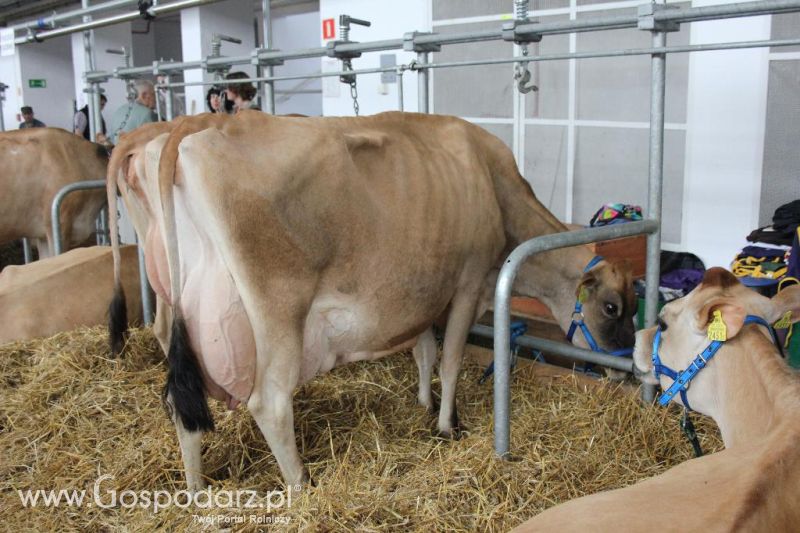 XXVI Krajowa Wystawa Zwierząt Hodowlanych - sobota i niedziela