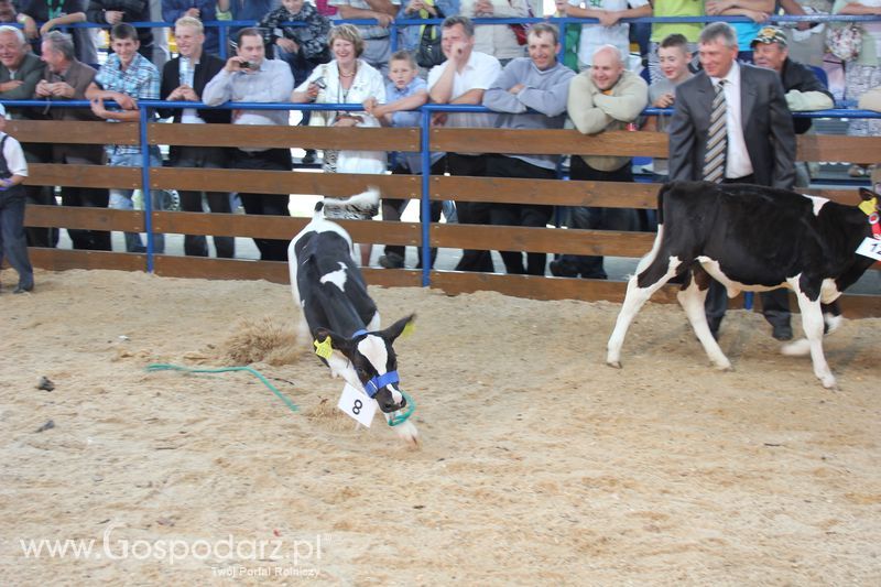 Młody hodowca na XVIII Regionalnej Wystawie Zwierząt Hodowlanych w Szepietowie