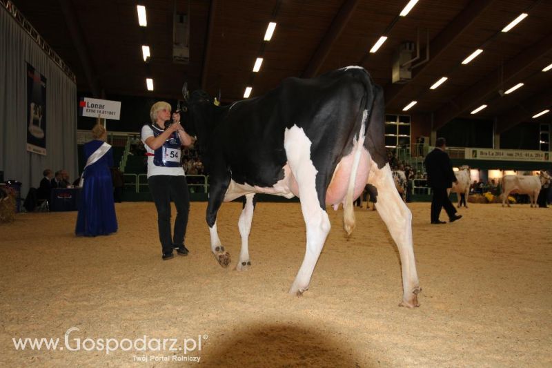 Wystawa  Blickpunkt Rind 2013 w miejscowości Paaren/Glien (Niemcy)