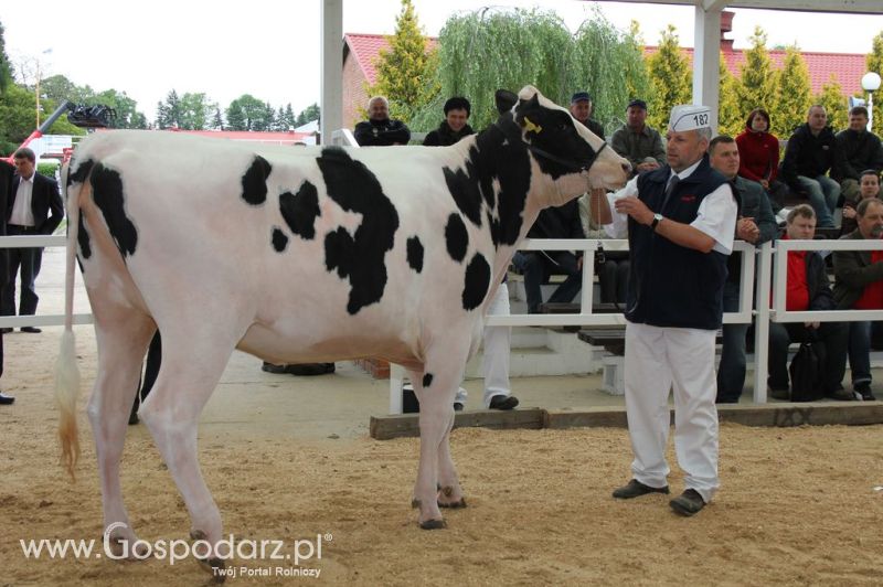 VII Ogólnopolska Wystawa Bydła Hodowlanego - Sielinko 2012