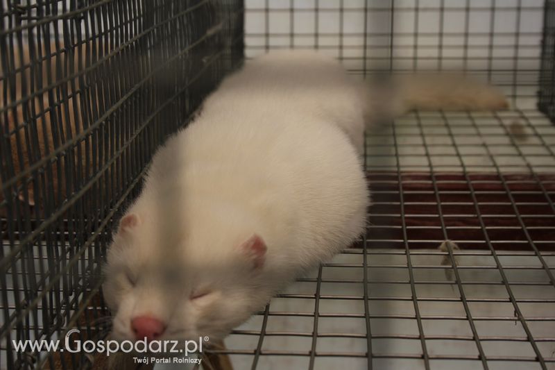 Konferencja Naukowo-Techniczna pt. Innowacyjność w produkcji zwierzęcej - oczekiwania czy konieczność dzień drugi