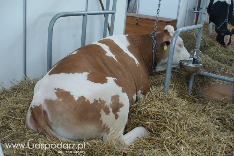 Bydło mleczne na XXV Krajowej Wystawie Zwierząt Hodowlanych