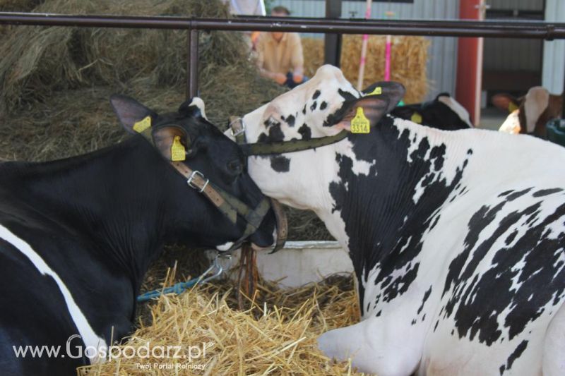 Regionalna Wystawa Zwierząt Hodowlanych i Dni z Doradztwem Rolniczym w Szepietowie-sobota