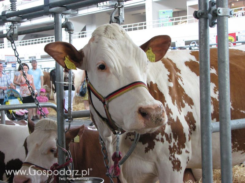 Bydło mleczne na XXV Krajowej Wystawie Zwierząt Hodowlanych