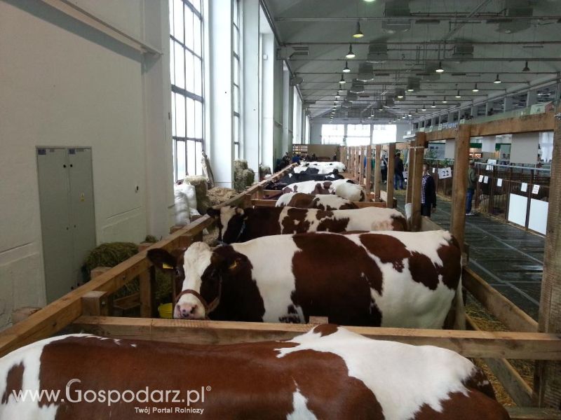 XXVI Krajowa Wystawa Zwierząt Hodowlanych - sobota i niedziela
