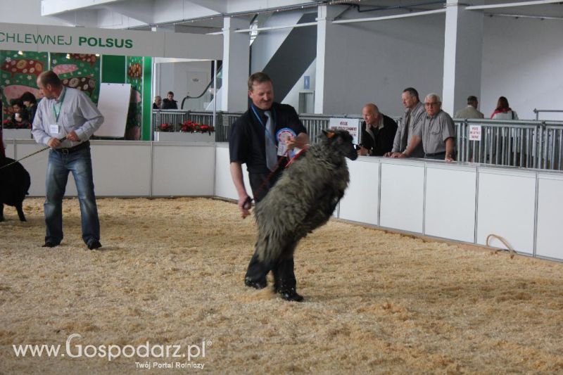 XXVI Krajowa Wystawa Zwierząt Hodowlanych - sobota i niedziela