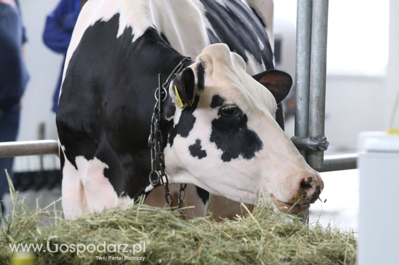 Krajowa Wystawa Zwierząt Hodowlanych w Poznaniu 2017 (piątek, 5 maja)