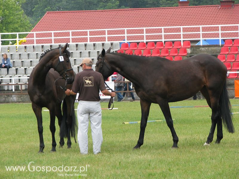 Wystawa Koni Sielinko 2011