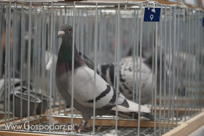 XXXVI Olimpiada Gołębi i Targi Gołębi Pocztowych i Akcesoriów - dzień ostatni