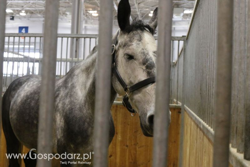 Krajowa Wystawa Zwierząt Hodowlanych w Poznaniu 2017 (niedziela, 7 maja)