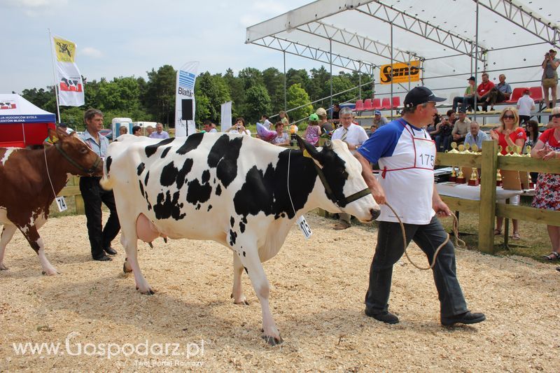 Superchampioni i championi Śląskiej Wystawy Bydła Mlecznego Opolagra 2011