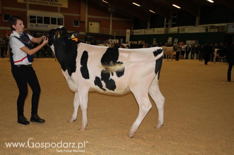 Wystawa  Blickpunkt Rind 2013 w miejscowości Paaren/Glien (Niemcy)