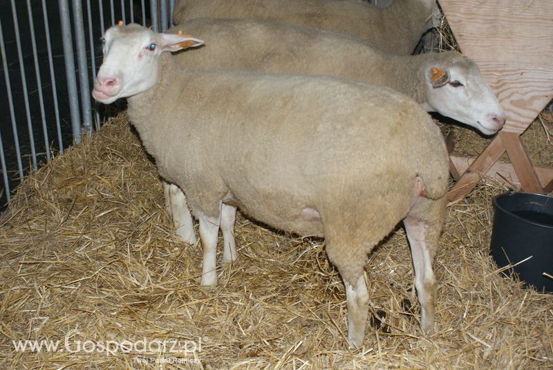 Owce i kozy na XXV Krajowej Wystawie Zwierząt Hodowlanych