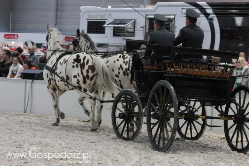 CAVALIADA 2013 w Poznaniu