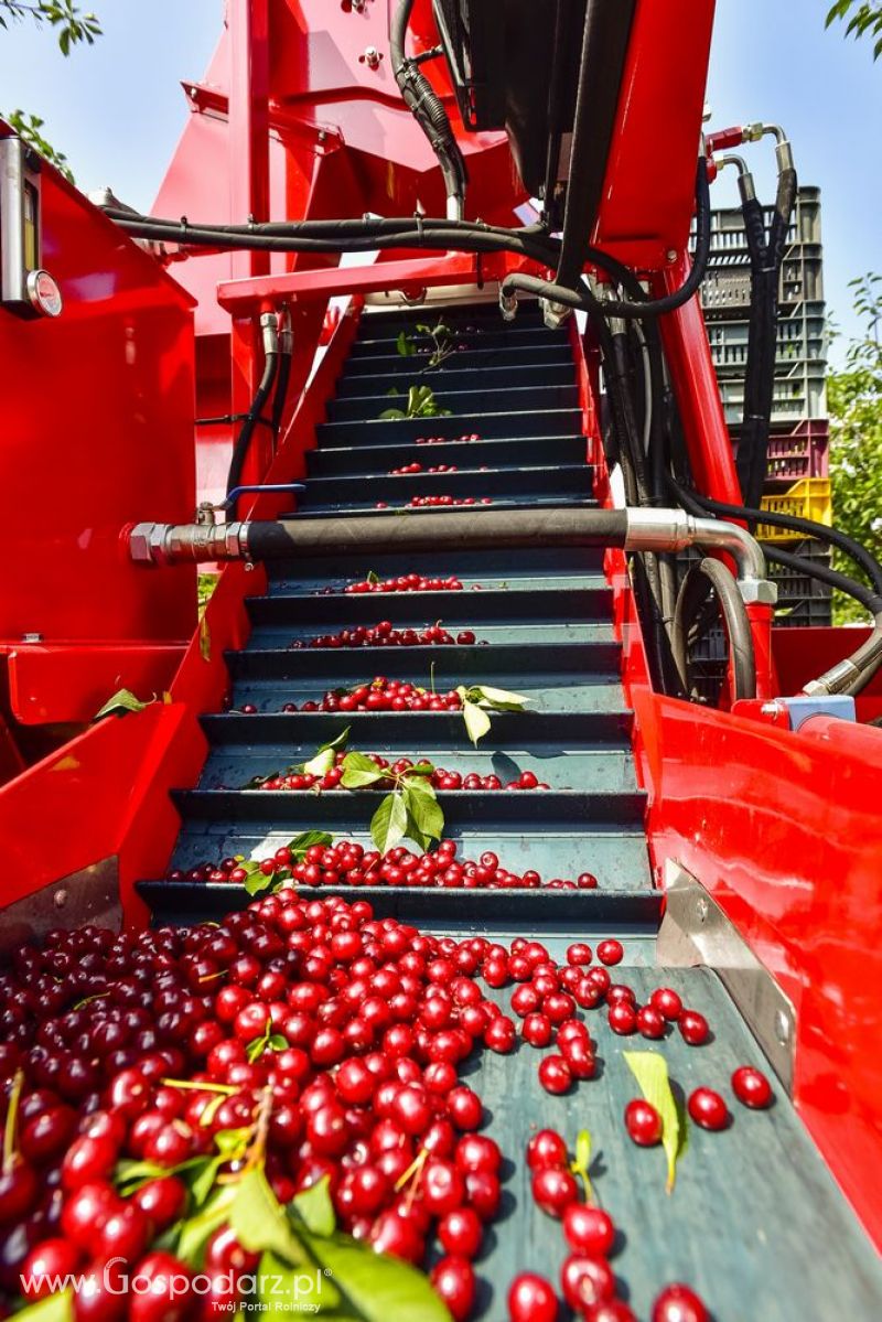 Maja AUTOMATIC model LK