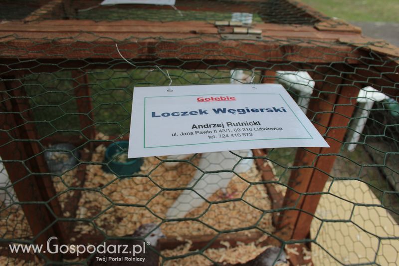 XX Targi Rolnicze Lubniewice - zwierzęta