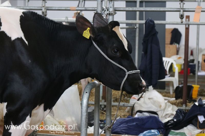 Krajowa Wystawa Zwierząt Hodowlanych w Poznaniu 2017 (sobota, 6 maja)