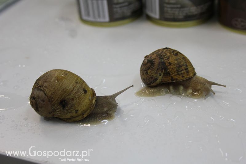 XXV Krajowa Wystawa Zwierząt Hodowlanych Niedziela