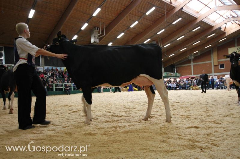 Wystawa  Blickpunkt Rind 2013 w miejscowości Paaren/Glien (Niemcy)