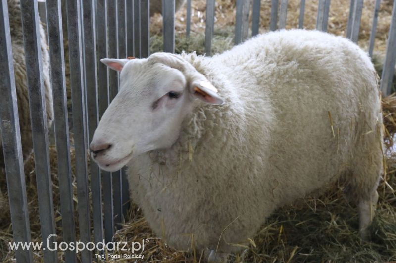 Krajowa Wystawa Zwierząt Hodowlanych w Poznaniu 2017 (sobota, 6 maja)