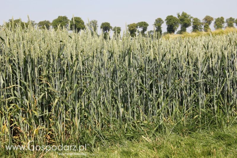 Zielone AGRO SHOW – POLSKIE ZBOŻA 2014 w Sielinku - niedziela