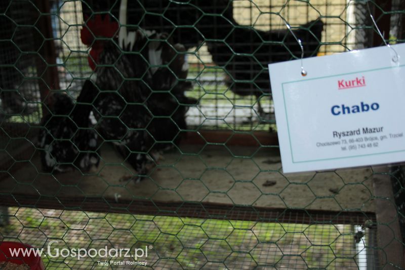 XX Targi Rolnicze Lubniewice - zwierzęta