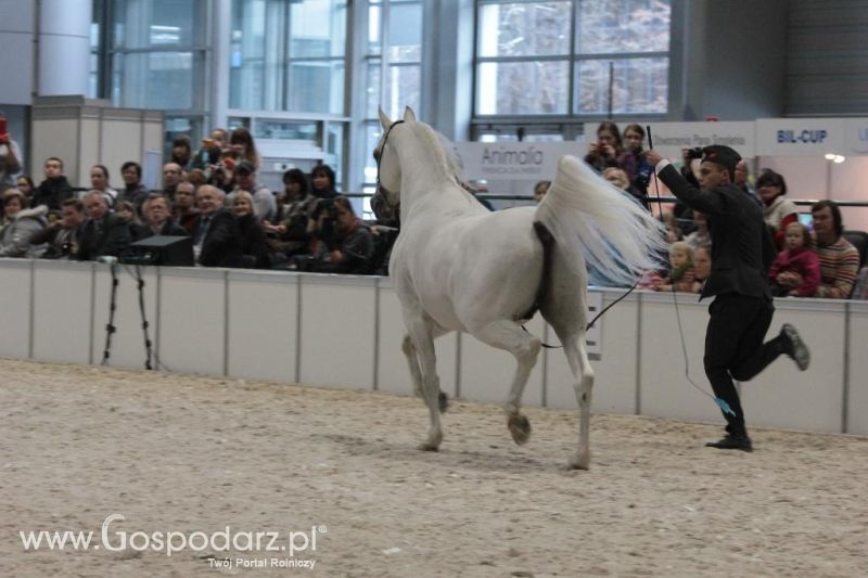 CAVALIADA 2013 w Poznaniu